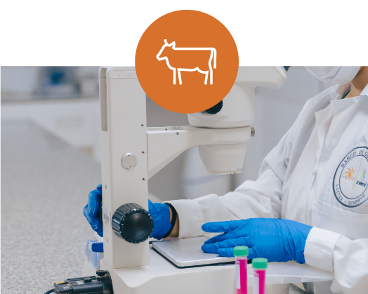 Optimización de la Tasa de Concepción y Clivaje en Fertilización In Vitro: